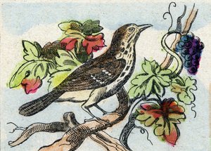 Lijster. Gravure in "Buffon Alphabet des Oiseaux n 1". 3e Serie N 1. Imaging of Epinal, Epinal, eind 19e eeuw. 16 pagina