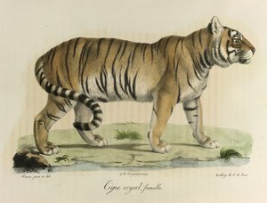 Koninklijke tijger, vrouwtje, uit Histoire Naturelle des Mammifères