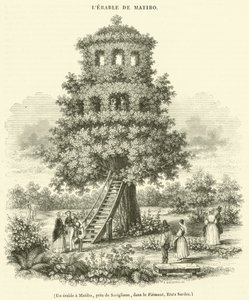 Een esdoorn in Matibo, bij Savigliano, in Piemonte, Sardinië (gravure)