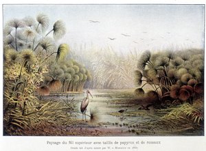 Bovenste Nijlpassage met papyrus en rietbos