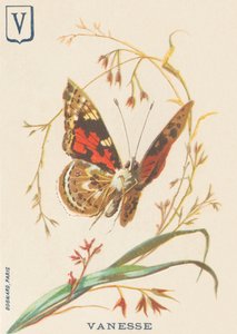 Vanesse (Vanessa cardui of Distelvlinder)