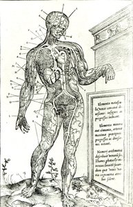 Vasculair systeem volgens Charles Etienne, uit De dissectione partium corporis humani libri tres, 1545