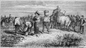 Wijnbouw in Medoc: druiven plukken tijdens de oogst. Gravure in 
