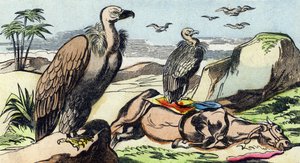Gieren. Gravure in "Buffon Alphabet des Oiseaux n 1". 3e Serie N 1. Imaging of Epinal, Epinal, eind 19e eeuw. 16 pagina