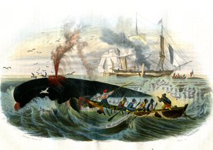 Walvisvangst - Plaat uit Natuurlijke Historie door Bernard Germain de Lacépède (1856-1925), editie P. Furme, Parijs