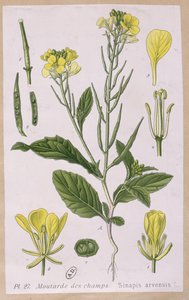 Wilde mosterd (Sinapis Arvensis) door French School