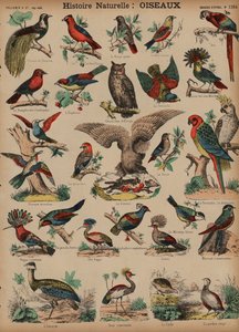 Wilde vogels