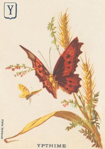 Ypthime (Apatura ilia of Kleinere mars veranderend)