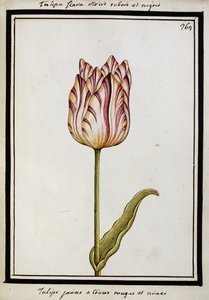 Gele tulp met rode en zwarte strepen, c.1700