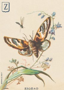 Zigzag (Lymantria dispar of Bonte bessenvlinder)