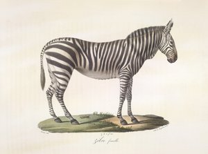Zébre femelle. Vrouwelijke zebra, uit Histoire Naturelle des Mammifères door French School