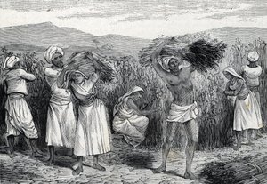Gewone smilax of sarsaparilla of ruwe winde oogsten in Peru (gravure) 1888 door French School