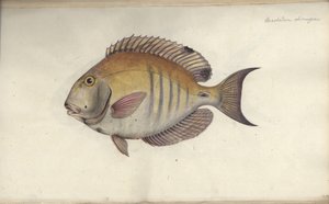 Chaetodon chirurgus, voor 1787