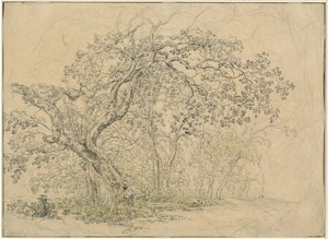 Boomgaard [verso]