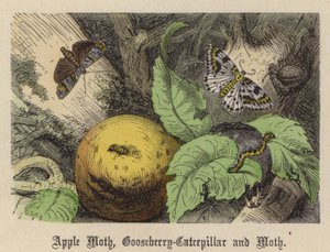 Appelmot, Kruisbessenrups en Mot