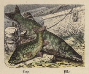 Karper, Snoek door Friedrich Specht