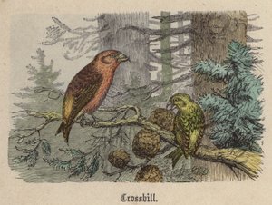 Kruisbek door Friedrich Specht