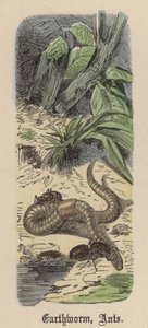 Regenworm, Mieren door Friedrich Specht