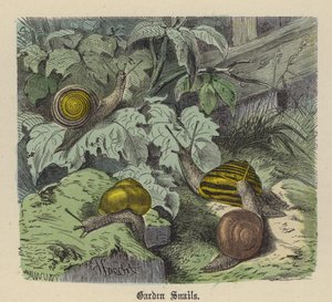 Tuinslakken door Friedrich Specht