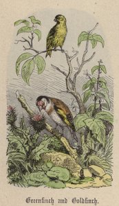 Groenling en distelvink door Friedrich Specht