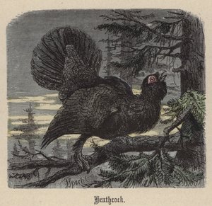 Korhoen