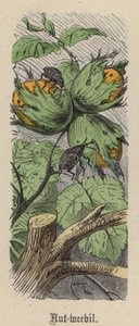 Notenboorder door Friedrich Specht