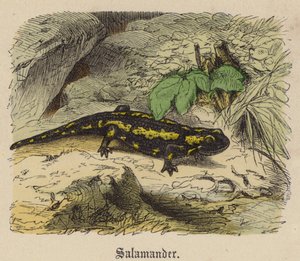 Salamander