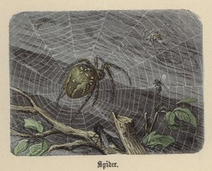 Spin door Friedrich Specht