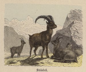 Steenbok door Friedrich Specht