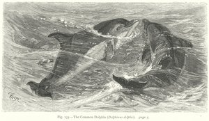 De gewone dolfijn (Delphinus Delphis) (gravure) door Friedrich Specht