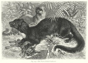 De Tayra (Galictis Barbara) (gravure)
