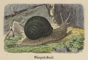 Wijngaardslak door Friedrich Specht