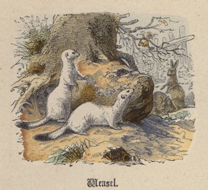 Wezel door Friedrich Specht