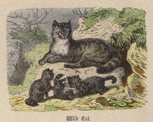 Wilde Kat door Friedrich Specht
