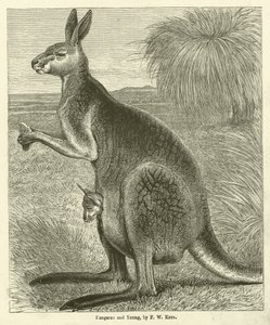 Kangoeroe en jong (gravure) door Friedrich Wilhelm Keyl