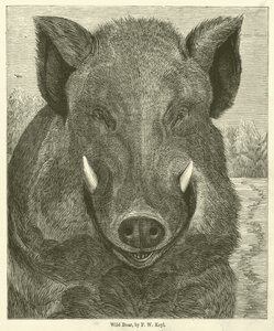 Wild Zwijn door Friedrich Wilhelm Keyl
