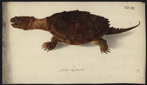 Chelydra serpentina, voor 1792