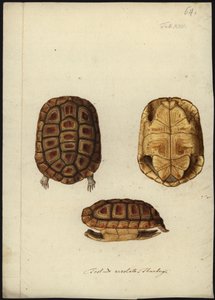 Homopus areolatus door Friedrich Wilhelm Wunder
