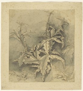 Studie van een distel-plant en kleiner gewas
