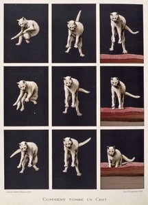 Hoe een kat valt, uit Les Dernieres Merveilles de la Science door Daniel Bellet door G. Lasellaz
