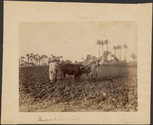 Ploegende kameel