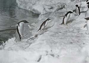 Pinguïns springen op de ijsvoet, ca. 1911, 1913