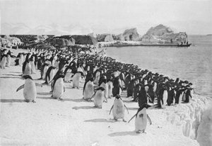 Penguins Promenade, ca. 1911, 1913