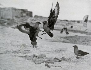 Skua Meeuwen vechten om wat spek, 1911, 1913