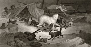 Berenjacht, gegraveerd door J.C. McRea, uit 