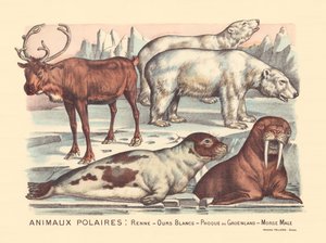 Pagina 14: Pooldieren: rendieren, ijsberen, zadelrob, mannelijke walrus