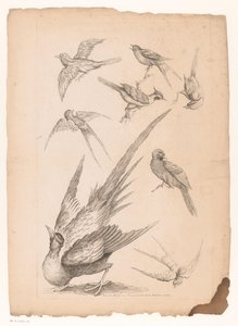 Acht Chinese vogels, waaronder mogelijk paradijsvogels (Verschillende Chinese vogels)
