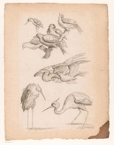 Negen Chinese vogels, waaronder reigers en een ijsvogel door Gabriel Huquier (attributed to)