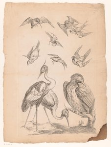 Tien Chinese vogels, waaronder twee reigers en een ijsvogel door Gabriel Huquier (attributed to)