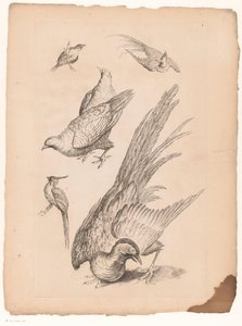 Zes Chinese vogels